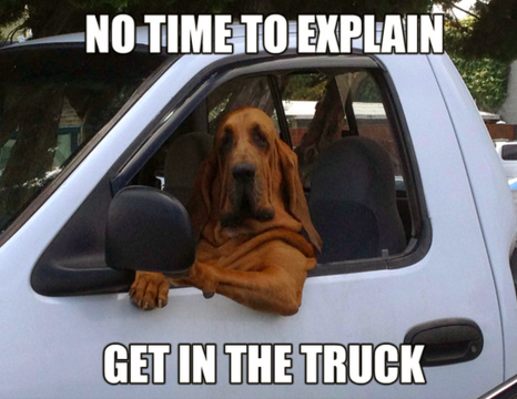 Funny Friday Dog Memes