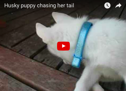 Beautiful Husky Puppy Chasing Her Tail [VIDEO]