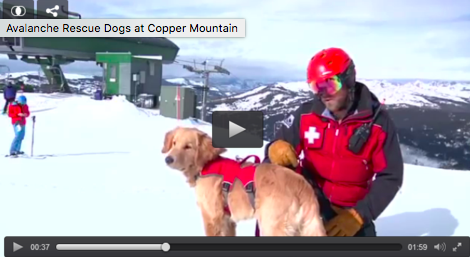 Dog(s) Trained to Save Avalanche Victims