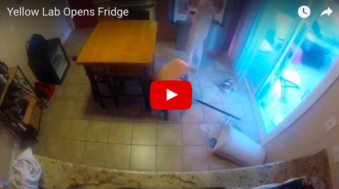 Yellow Lab Raids Kitchen (But Doesn't Realize the Camera is Rolling) [VIDEO]