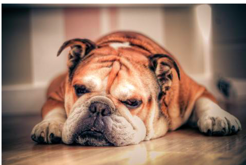 The 5 Most Popular Dog Breeds in the USA