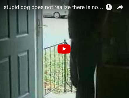 Lab Confused by Glass Door [VIDEO]
