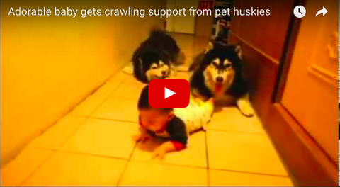 Adorably Hilarious - Two Huskies Imitate Baby's Army Crawl [VIDEO]