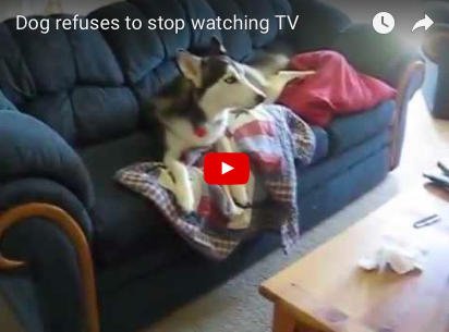 YouTube's Most Popular Video - 'Mutant Giant Spider Dog'