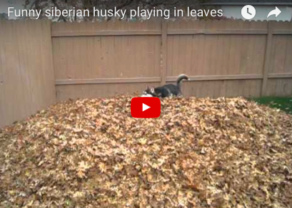Exuberant Husky Goes Wild in a Pile of Raked Leaves! [VIDEO]