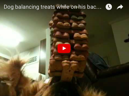 Dog Masters Milk Bone Jenga! [VIDEO]