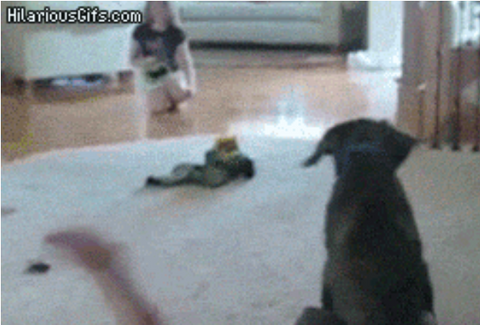 26 Epic Dog Fails