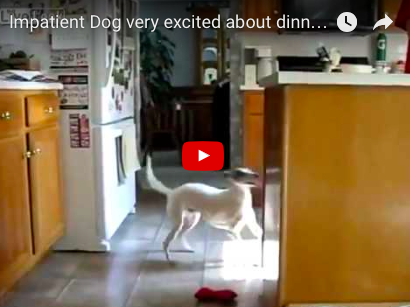 Dog Goes Wild, Excitedly Jumps Out of Control For Dinner