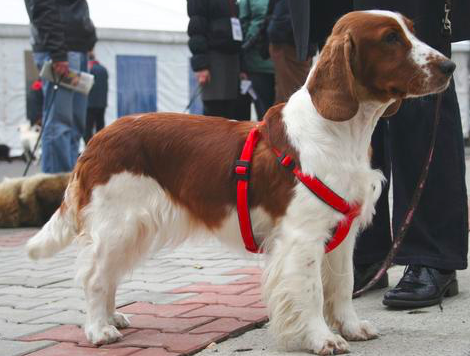 SportLeash Showcase: English Springer Spaniel