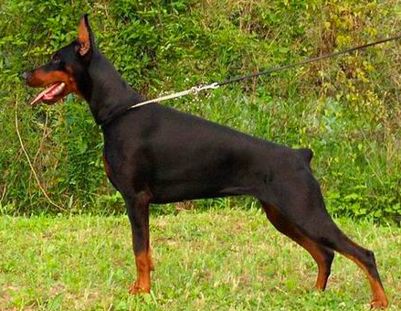SportLeash Showcase: Doberman Pinscher