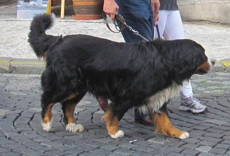 SportLeash Showcase: Bernese Mountain Dog