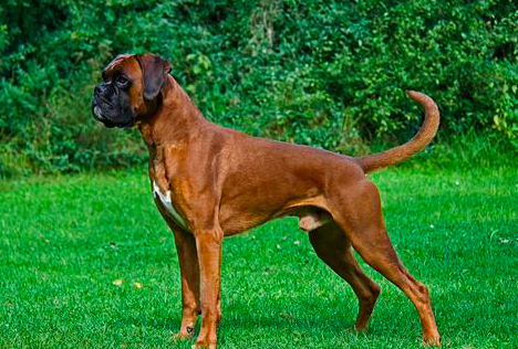 SportLeash Showcase: Boxer