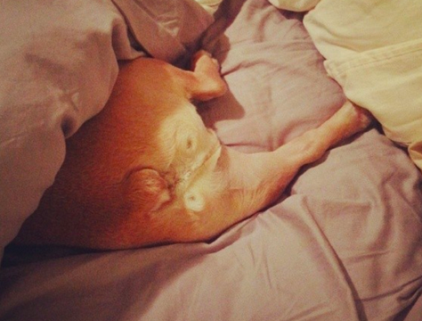 It's the Hump Day Dog Humps (Mutt Butts) of the Week!