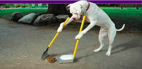 The Scoop on Poop