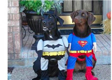 5 Funny Dog Costumes!