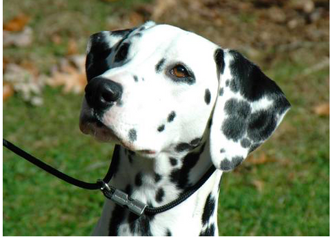 The Top 10 Most Energetic Dogs