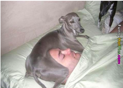Top 7 Worst Sleeping-With-Dogs FAILS