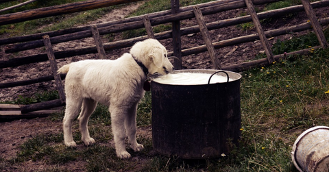 The Top 10 Human Foods You Can Feed Your Dog