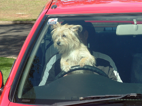 Best 7 Cars For Dog Owners