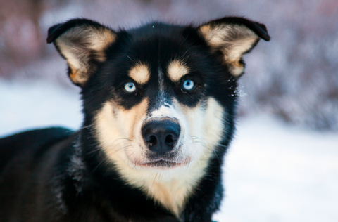 The Top 10 Most Popular Female Puppy Dog Names