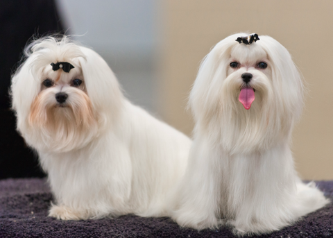 The Top 10 Most Popular Male Puppy Dog Names