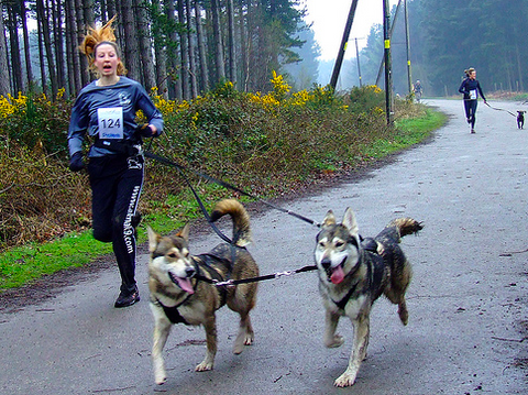 The top 10 best running dogs