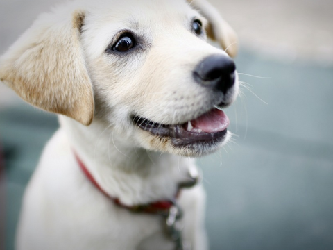 Go Daddy Pulls Puppy Superbowl Commercial [VIDEO]