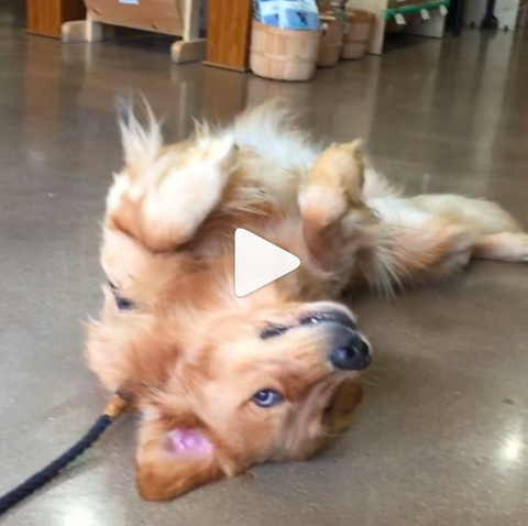 Hilarious Golden Retriever Refuses to Leave Pet Store [Video]