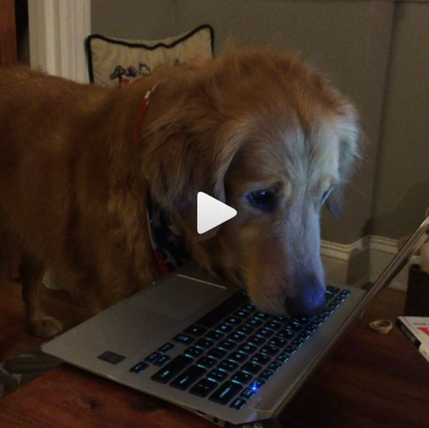 Dog Training 101: Laptop Squirrel Hunting