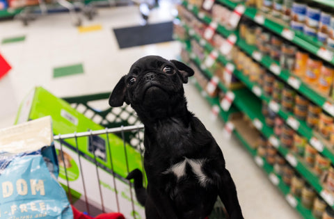 10 Stores Where Your Dog Can Shop At Your Side