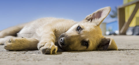 5 Ways Dogs Show Pain