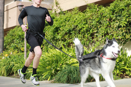 Hands Free Running Leash System Siberian Husky